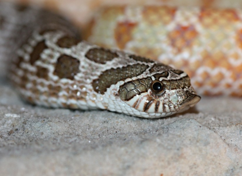 Heterodon Heterodon nasicus